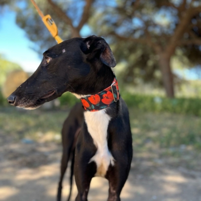 PHOTO-2026-04-26-20-03-35 8