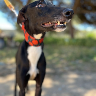 PHOTO-2026-04-26-20-03-35 9