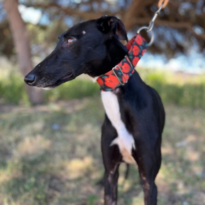 PHOTO-2026-04-26-20-03-35 kopie