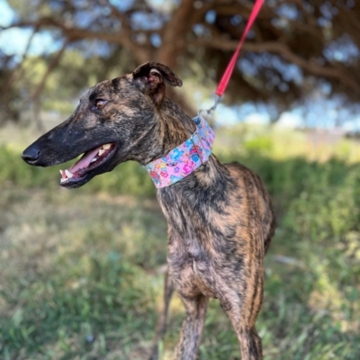 PHOTO-2026-04-26-20-07-01 3