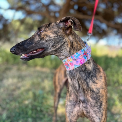 PHOTO-2026-04-26-20-07-02 11