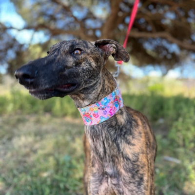 PHOTO-2026-04-26-20-07-02 5