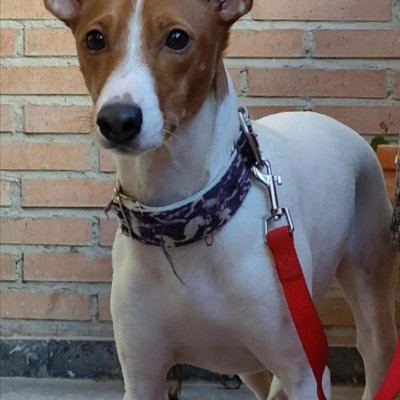 WhatsApp Image 2026-04-03 at 20.20.04