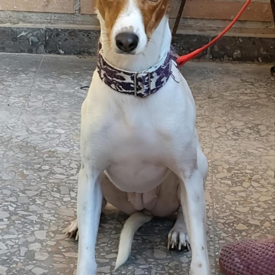 WhatsApp Image 2026-04-03 at 20.20.05 (2)