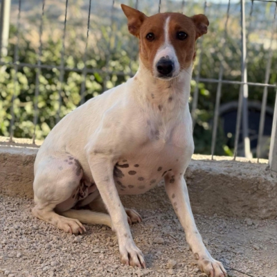 WhatsApp Image 2026-04-03 at 20.20.07 (10)