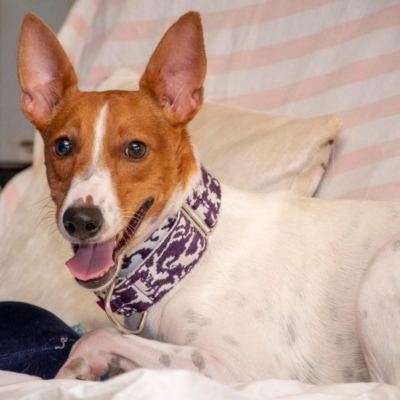 WhatsApp Image 2026-04-03 at 20.20.07