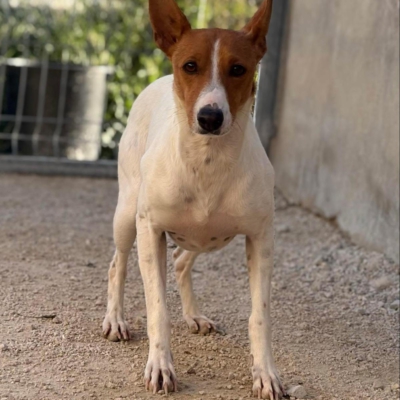 WhatsApp Image 2026-04-03 at 20.20.07 (8)