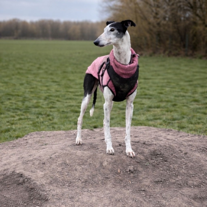 WhatsApp Image 2026-04-06 at 09.41.50