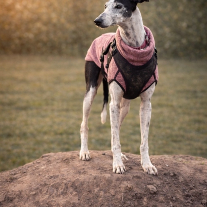 WhatsApp Image 2026-04-06 at 09.42.12 (4)