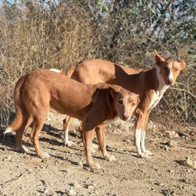 WhatsApp Image 2026-04-06 at 10.50.30 (1)