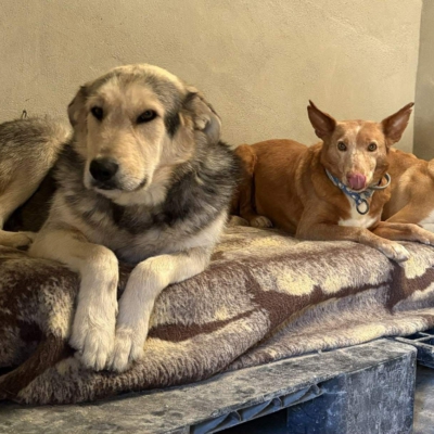 WhatsApp Image 2026-04-06 at 10.50.30 (5)