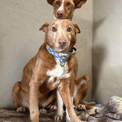 WhatsApp Image 2026-04-06 at 10.50.30 (6)