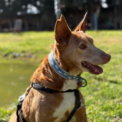 WhatsApp Image 2026-04-06 at 10.50.31 (1)