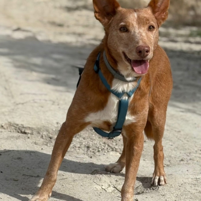 WhatsApp Image 2026-04-06 at 10.50.32 (4)