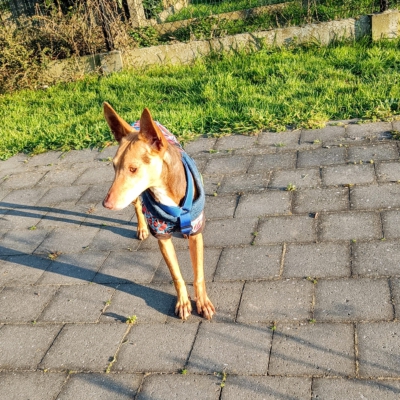 WhatsApp Image 2026-04-08 at 19.39.04 (6)